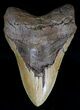 Giant Megalodon Tooth - North Carolina #18379-1